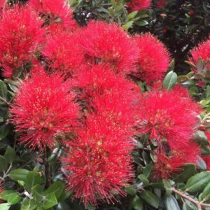 Metrosideros e. Vibrance, Pohutukawa - 25Ltr