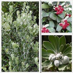 Pittosporum crassifolium - 0.5Ltr/1Ltr (15/25)