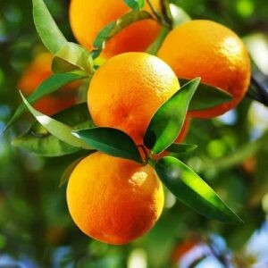 Orange Carter's Navel - Pb40
