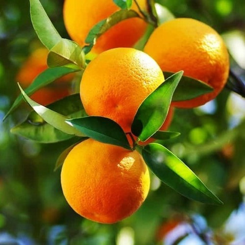 Orange Carter's Navel - Pb40