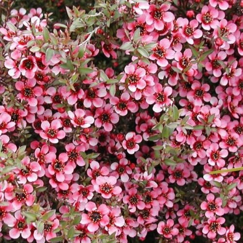 Leptospermum Kiwi, Manuka - 2Ltr (10/50)