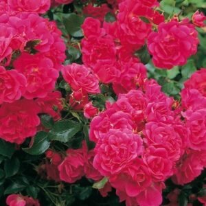 Rose Flower Carpet Pink