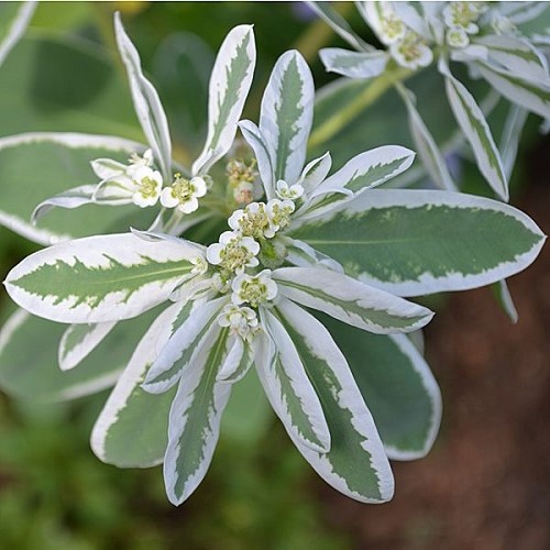 Euphorbia Snow Tips, Variegated Spurge - Pot