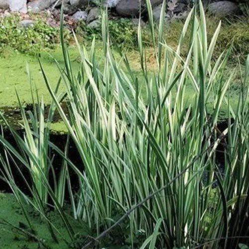 Acorus variegatus, Japanese Sweet Flag - Pb5