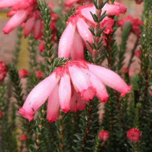 Erica cer. Pink - pb6.5 (20/30) - Image 2