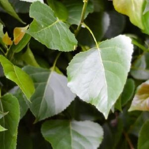 Populus Veronese - Pb6.5