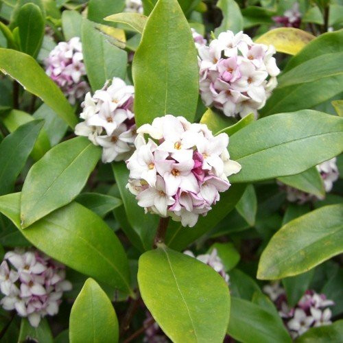 Daphne odora - 2Ltr - Image 2