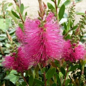 Callistemon Hot Pink, Bottlebrush - Pb6.5/2.4Ltr