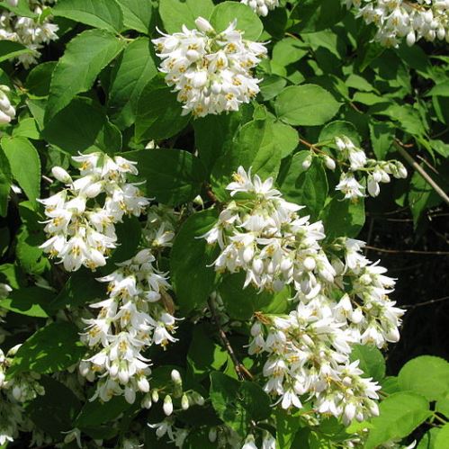 Deutzia crenata - Pb6.5 - Image 2