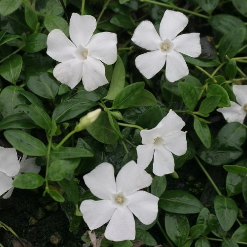 Vinca m. alba, Lesser Periwinkle - 1.5Ltr - Image 2