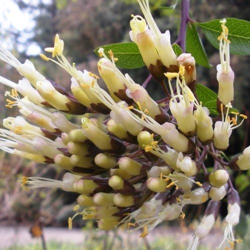 Cantua buxifolia - Pb8 - Image 2