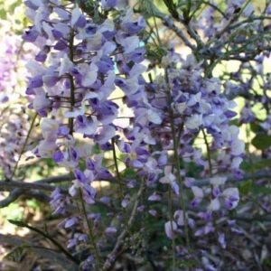Wisteria fl. Harlequin - Pb6.5