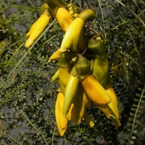 Sophora longicarinata, Limestone Kowhai - Pot - Image 2