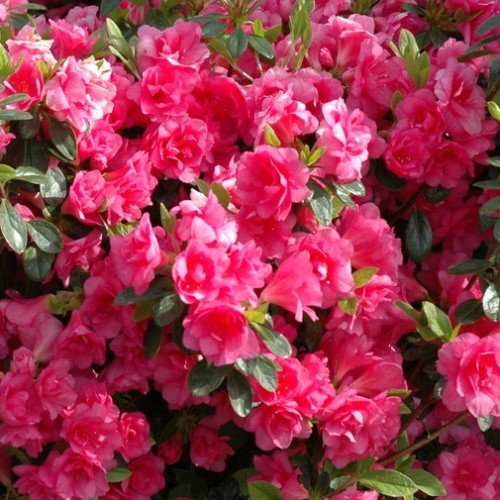 Azalea Ambrosius - 1.25Ltr - Image 2