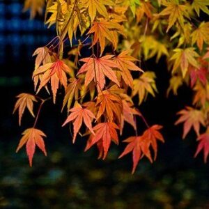 Acer oliverianum, Oliver's Maple - Pb28