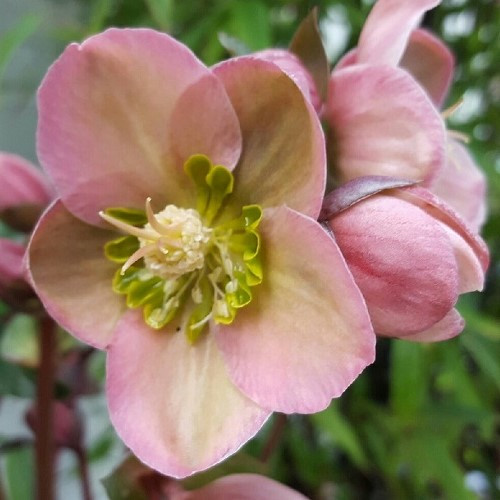 Helleborus Angel Glow - 2Ltr - Image 2