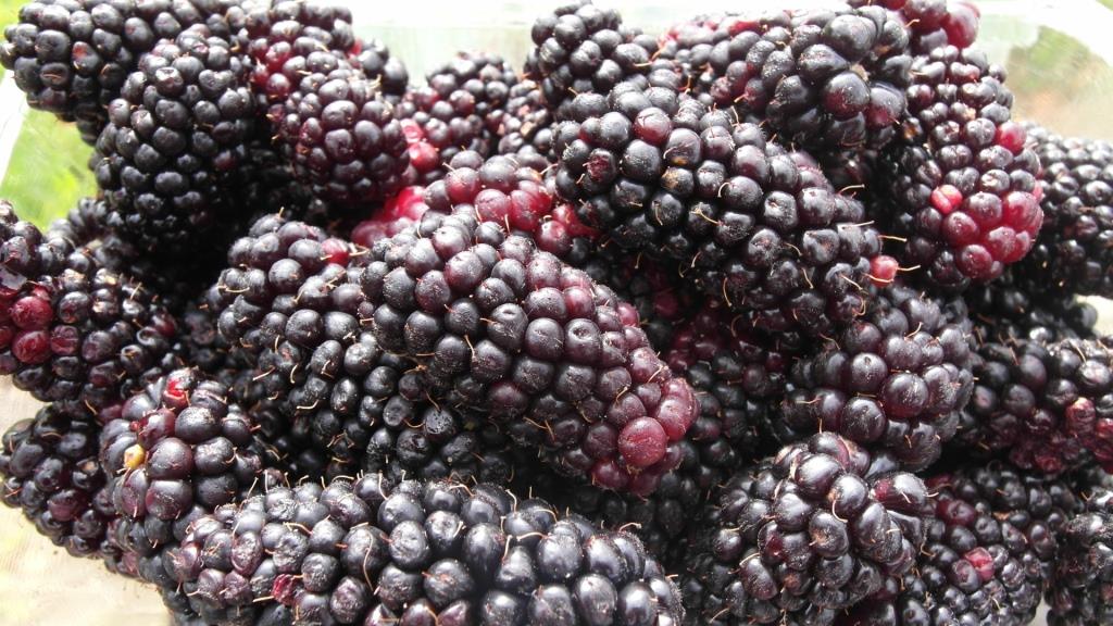 Karaka Berry - 2.5Ltr