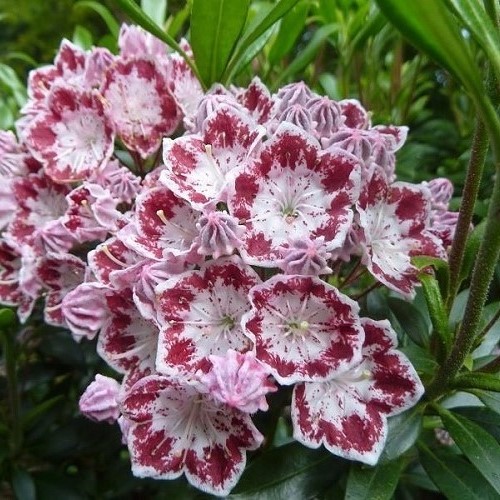 Kalmia l. Minuet, Mountain Laurel - 2.5Ltr - Image 2
