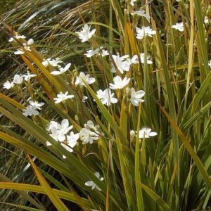 Libertia ixioides - 2Ltr