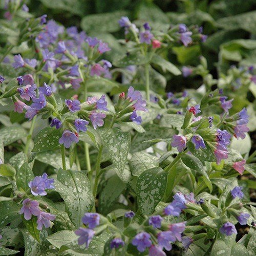 Pulmonaria Majeste, Lungwort - Pb3 - Image 2