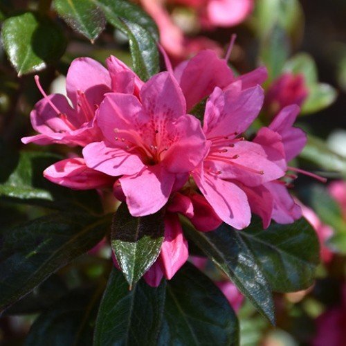 Azalea Jewel Box - 1.25Ltr - Image 2