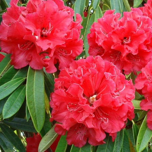 Rhododendron Kaponga - 6Ltr - Image 2