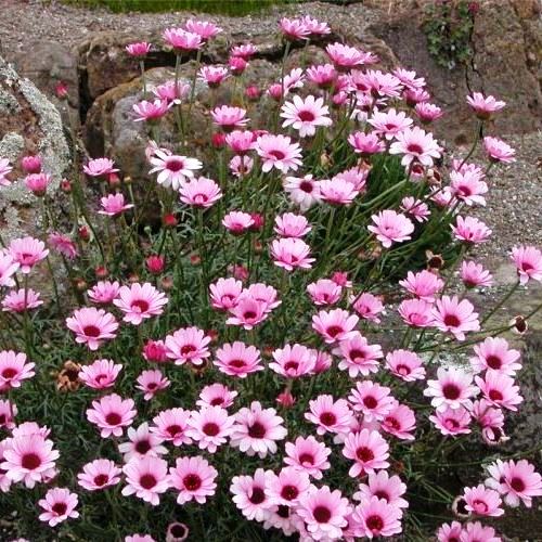 Chrysanthemum mawii - pb6.5 (8/10) - Image 2