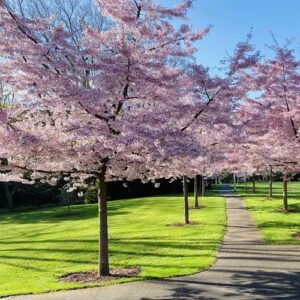 Prunus Awanui, Yoshino Cherry H/W - Pb28 (2m)