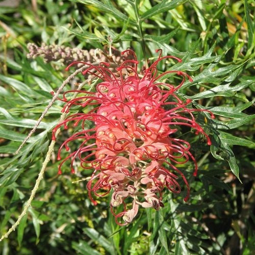 Grevillea Little Robyn - 2.5Ltr - Image 2