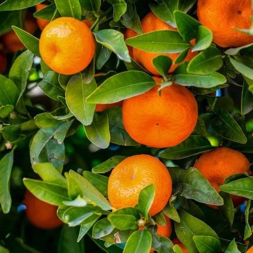 Mandarin Clementine - Pb10 - Image 2