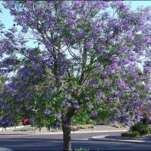 Jacaranda mimosaefolia, Jacaranda - 45ltr  2.6-2.8m