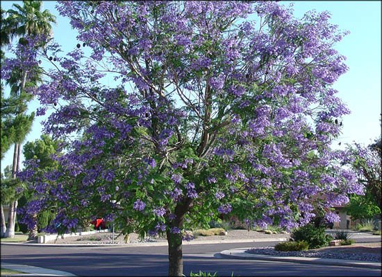 Jacaranda mimosaefolia, Jacaranda - 45ltr 2.6-2.8m