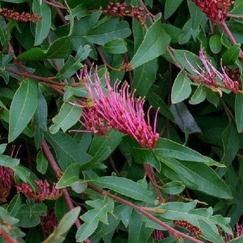 Grevillea Royal Mantle - 2.5Ltr - Image 2