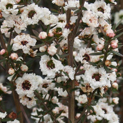 Leptospermum Wiri Linda, White flowering Manuka - - Image 2