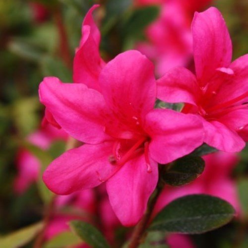 Azalea Princess Maud - 1.25Ltr - Image 2
