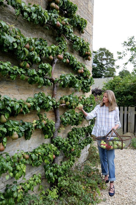 Pear Williams Bon Chretien - 25ltr (180/250) Espaliered - Image 4
