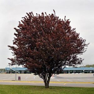 Prunus Nigra, Purple-Leaf Plum - Pb28/Pb40 2.5m tall