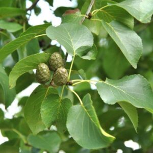 Alnus cordata, Italian Alder - 1.5m tall