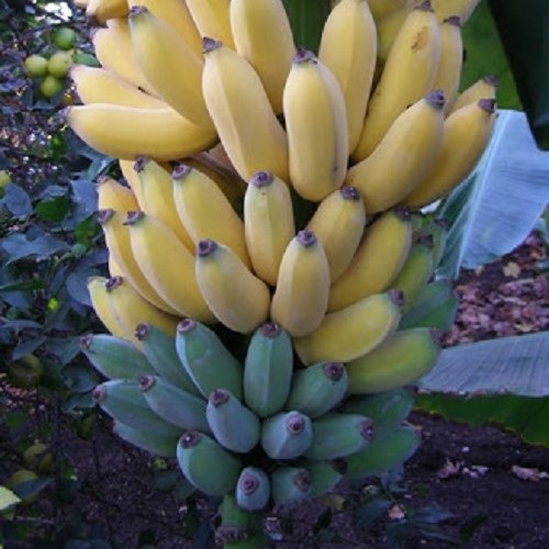 Banana Misi Luki - 3.3Ltr - Image 2