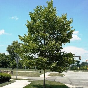 Platanus acerifolia, London Plane tree - Pb8