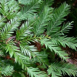 Sequoia sempervirens, Coastal Redwood -100/120cm