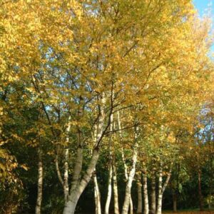 Betula papyrifera, Paper Birch - Pb12 (180/220)