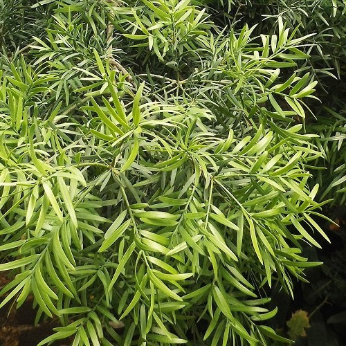 Podocarpus gracilior, Fern Pine - Pb5/Pb6.5 (30/60) - Image 2