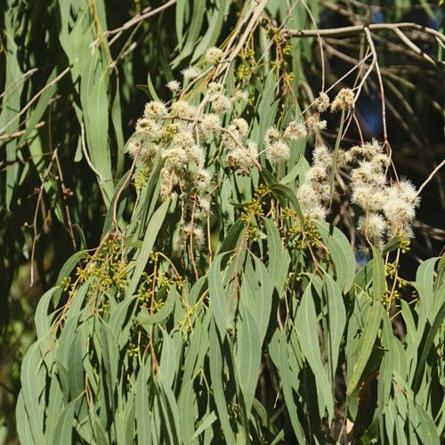 Eucalyptus nicholi, Willow Peppermint - Pot