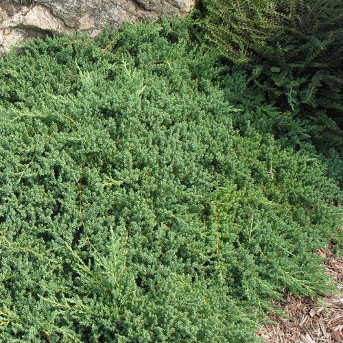 Juniperus procumbens nana, Dwarf Garden Juniper - Pb6.5 (10/20) - Image 2