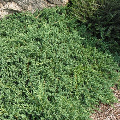 Juniperus procumbens nana, Dwarf Garden Juniper - Pb6.5 (10/20)