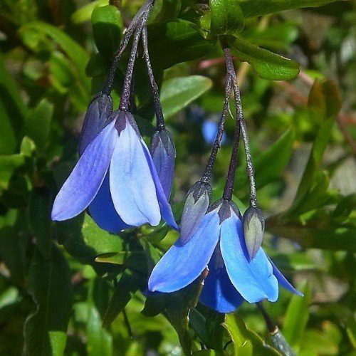 Billardiera heterophylla, Bluebell Creeper - Pb6.5