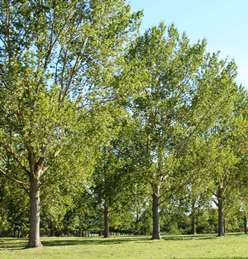 Populus Kawa