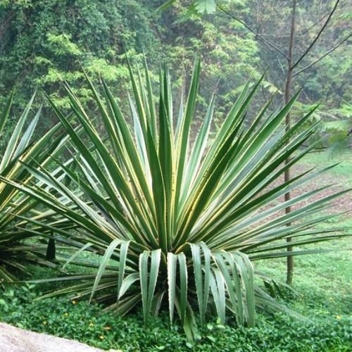Furcraea s. Marginata - pb6.5 (40/50) - Image 2