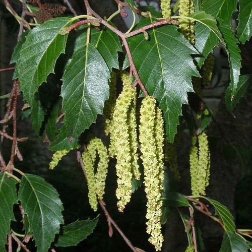Alnus jorullensis, Mexican Alder - Pb5/Pb6.5 - Image 2